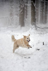 Braving the winter woods