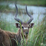 Sitatunga