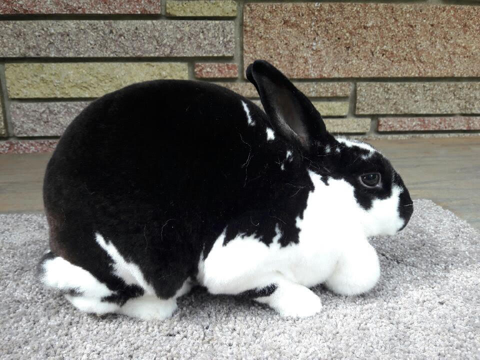 Broken Mini Rex Stock by glowbunnyraven on DeviantArt