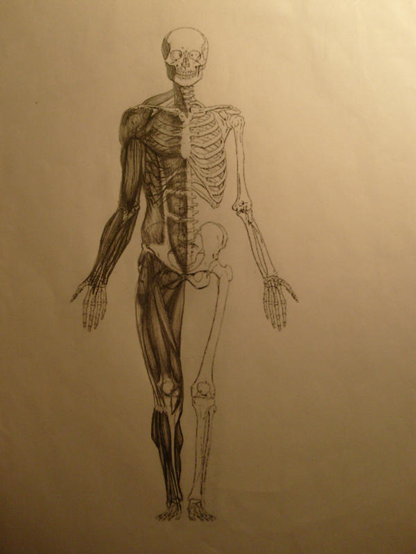 Muscle reference: front by AtLongLast on DeviantArt