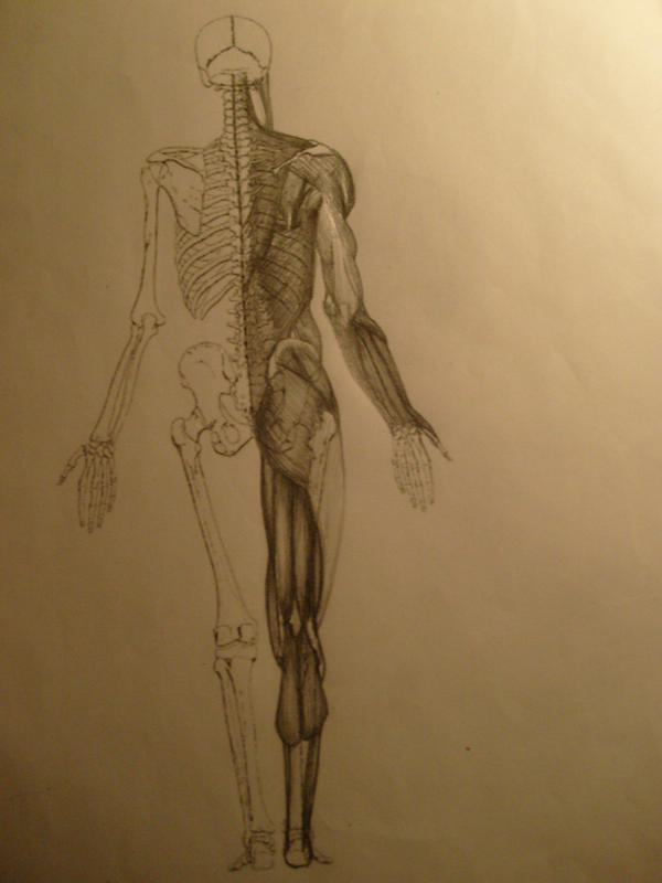 Backbone Drawing Reference Muscle Reference: back by AtLongLast on DeviantArt