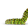 Caterpillar - Chenille PNG