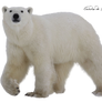 Bear polar PNG