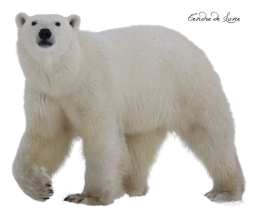 Bear polar PNG