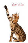 Cat PNG by cendredelune