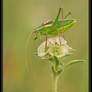 Green and Red Grasshopper