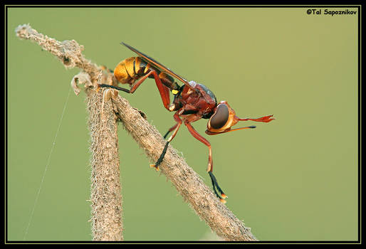 Red and Yellow Fly