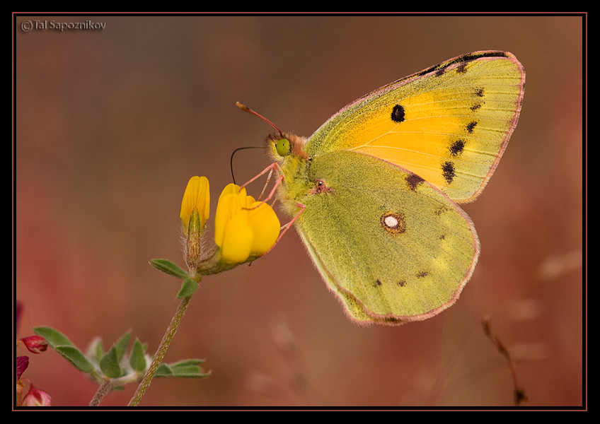 Colias Croceus III