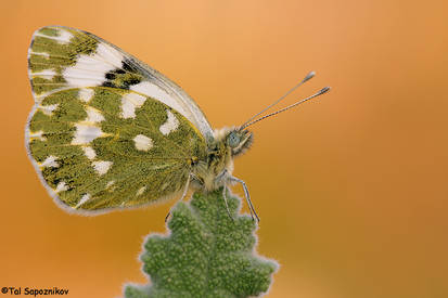 Pontia daplidice