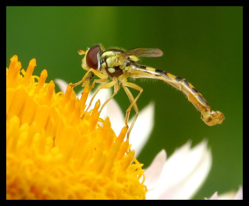 Climbing Hoverfly