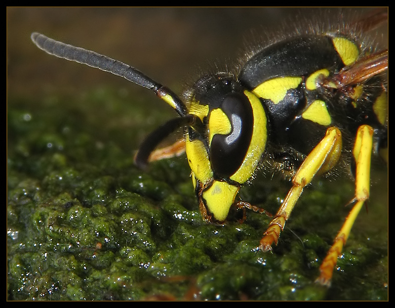 Thirsty Hornet