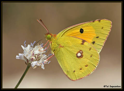 Colias Croceus II