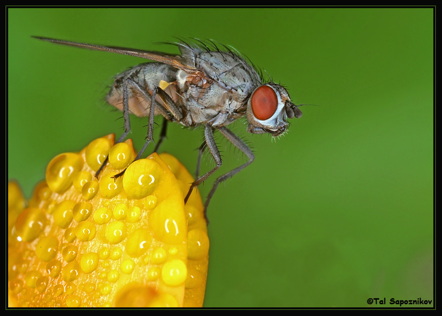 Fly on Bubbles