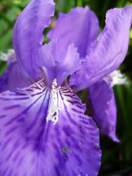 Purple Iris