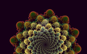 Cauliflowers wallpaper