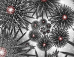 Black Thistle Spiral by Fractalisa