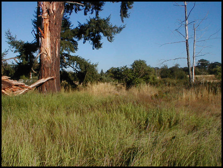 The Tree Broke by Kaferine on DeviantArt