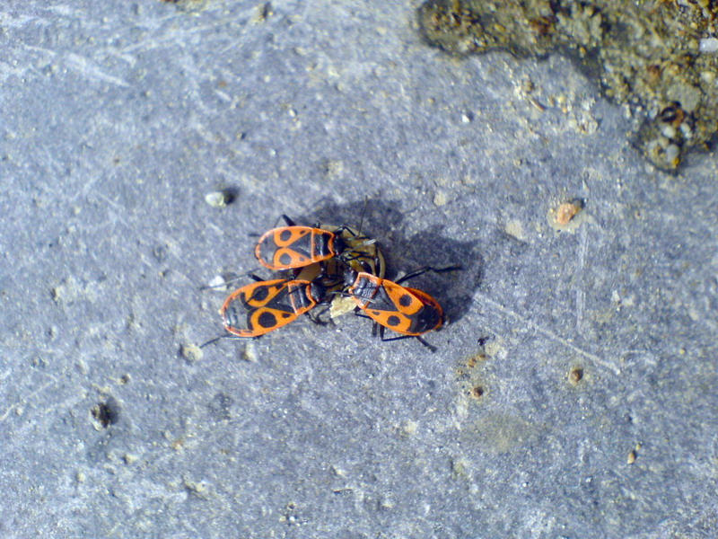 Zulpha Bug Zulu Bugs by Photonimus on DeviantArt