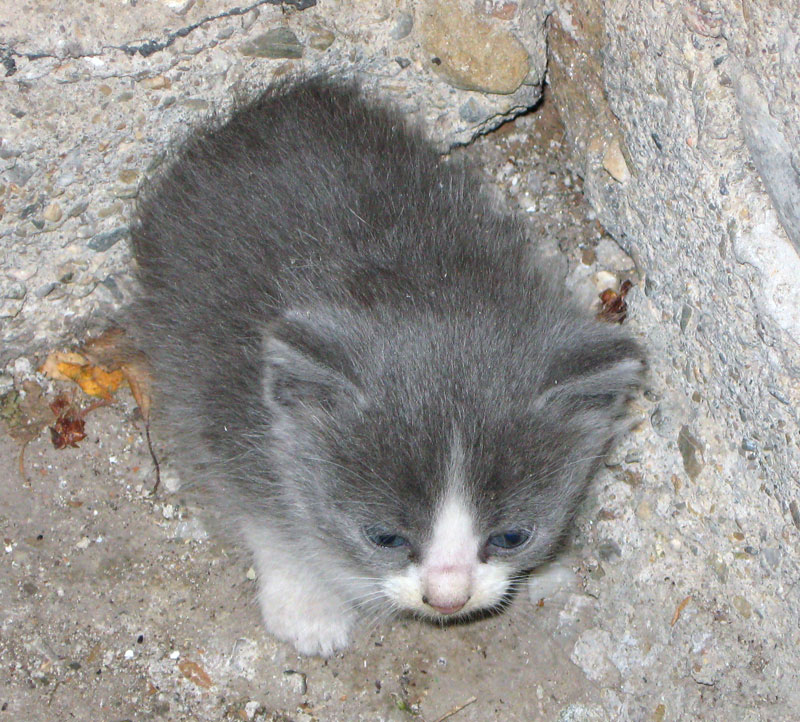 Gray Cutie