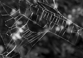 Spider Web