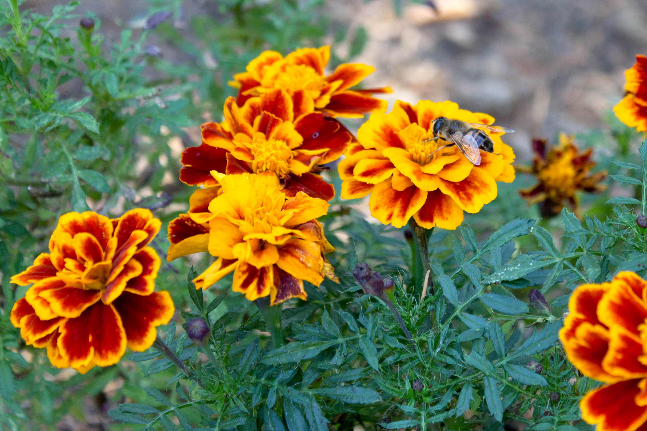 Bee on Orange Flower