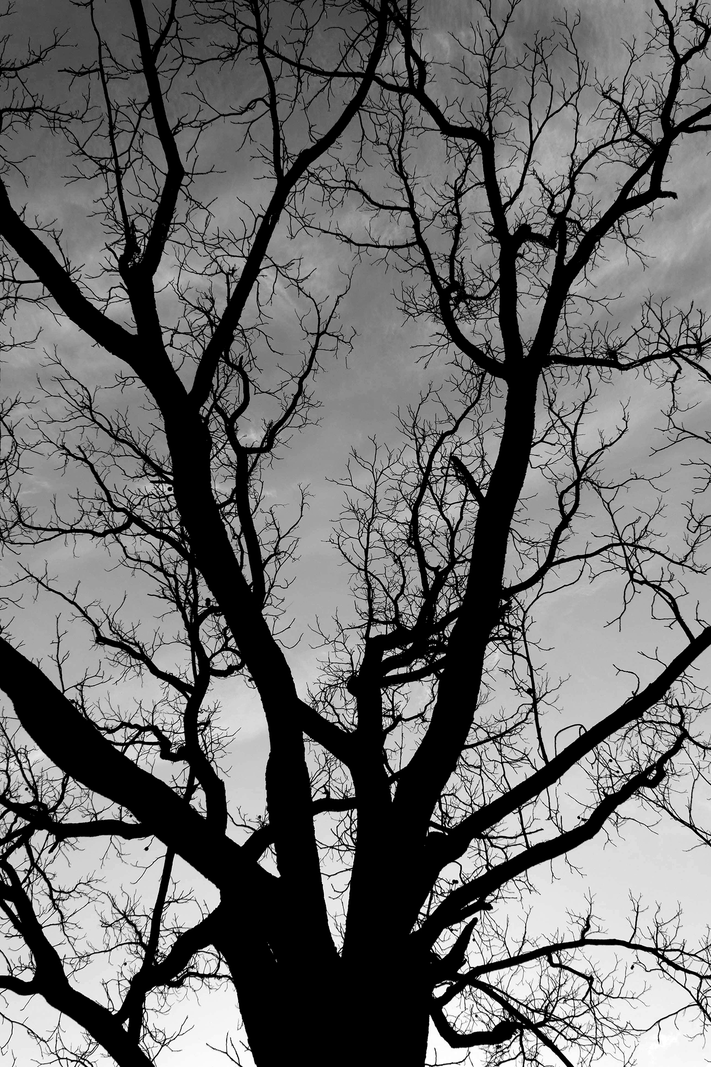 Black Tree