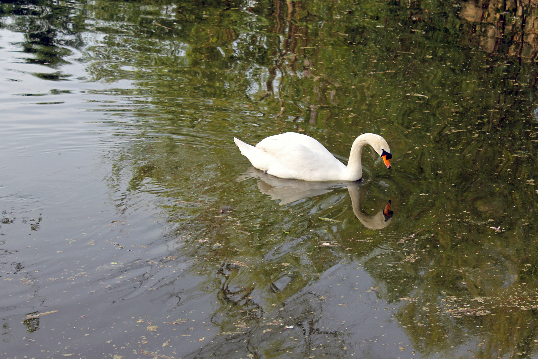 Swan Symmetry