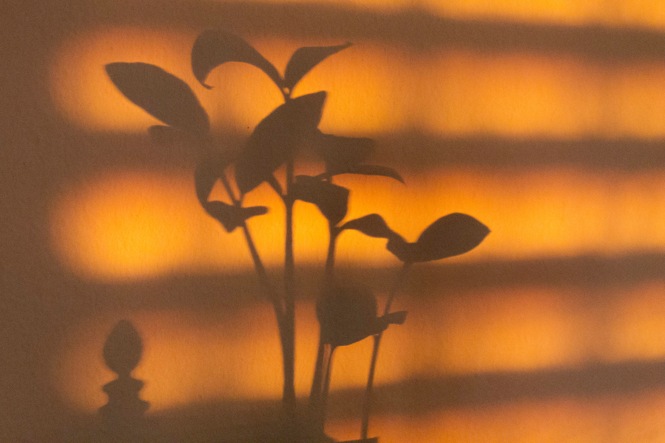 Plant Shadow