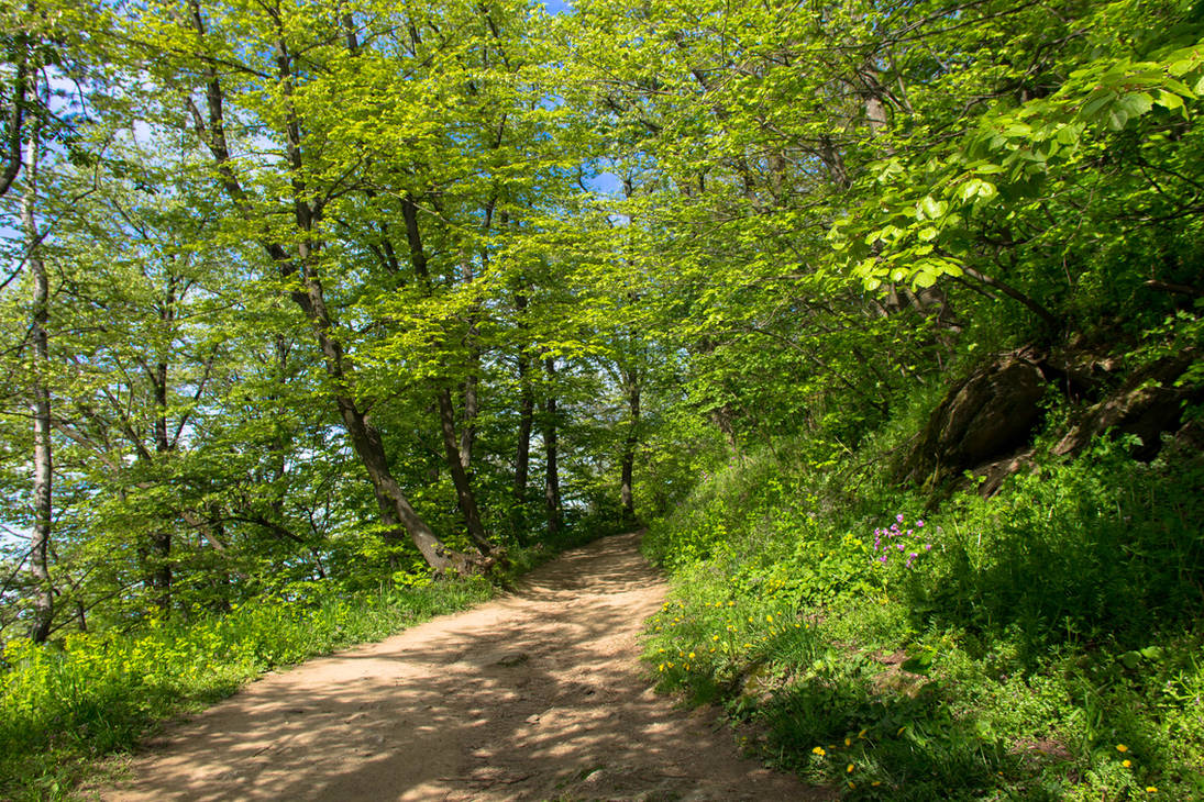 Spring Woods Spring Woods by Photonimus on DeviantArt