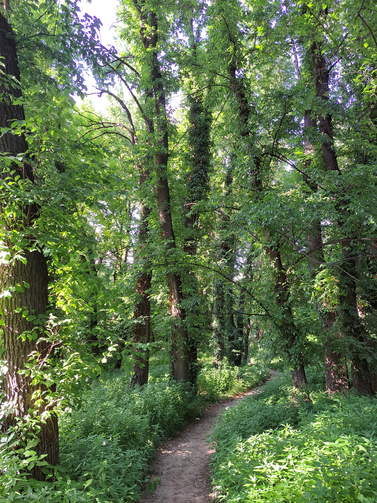 Secret Path Tree Secret Path by Photonimus on DeviantArt