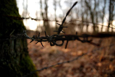 barbed wired tree