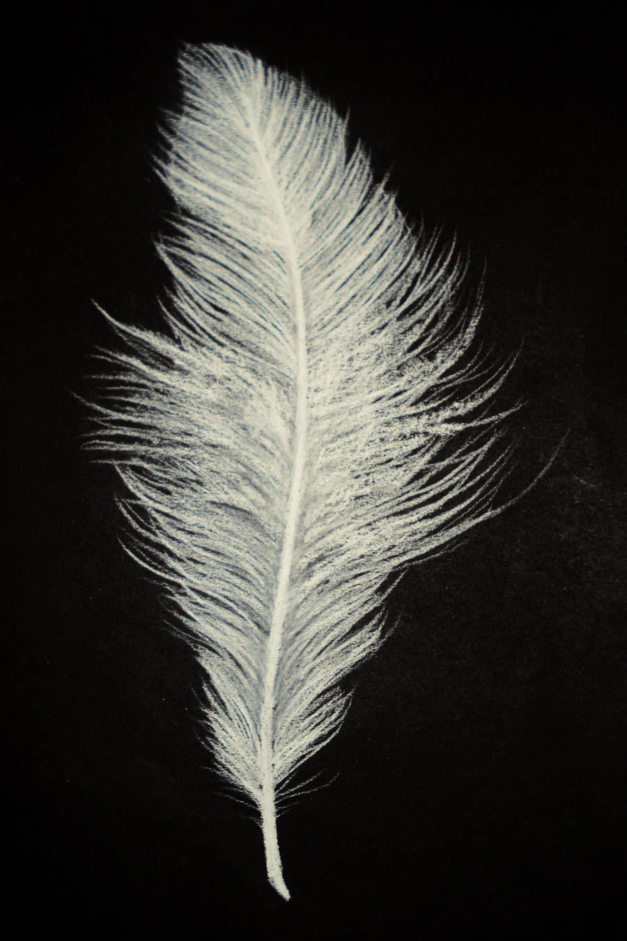 feather.