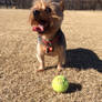 Kingsley: A Day at the Dog Park