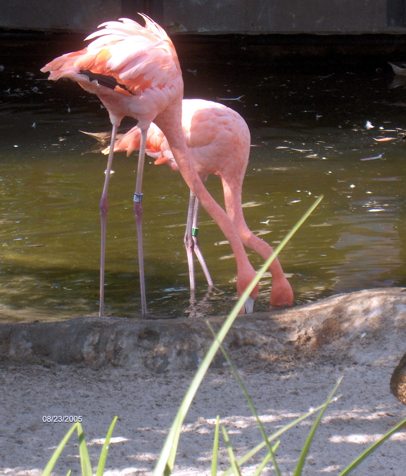 Flamingos