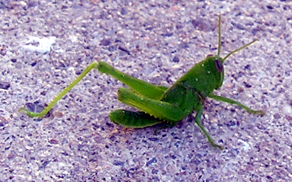 Grasshopper 1