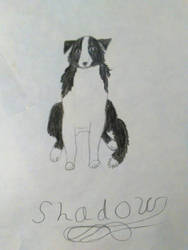 Shadow