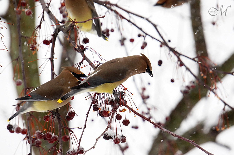 And a Cedar Waxwing in a Hawthorn Tree