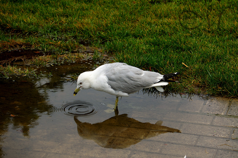 Reflection