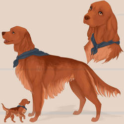 irish setter