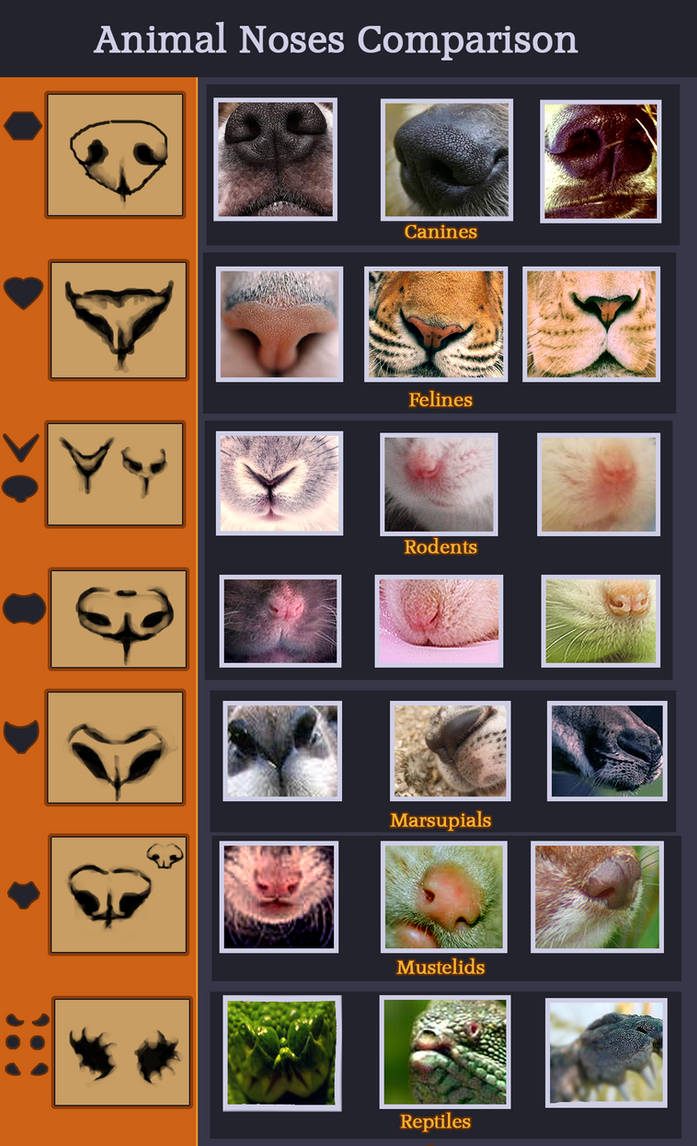 Animal noses comparison by Mikan-no-Tora