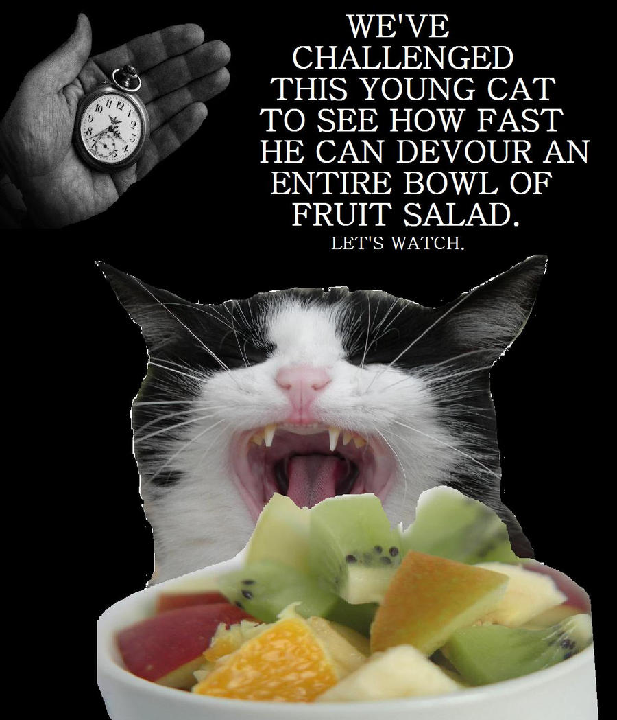 Fruit Salad Cat