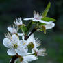 Spring at Dusk