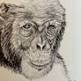 Thoughtful chimp