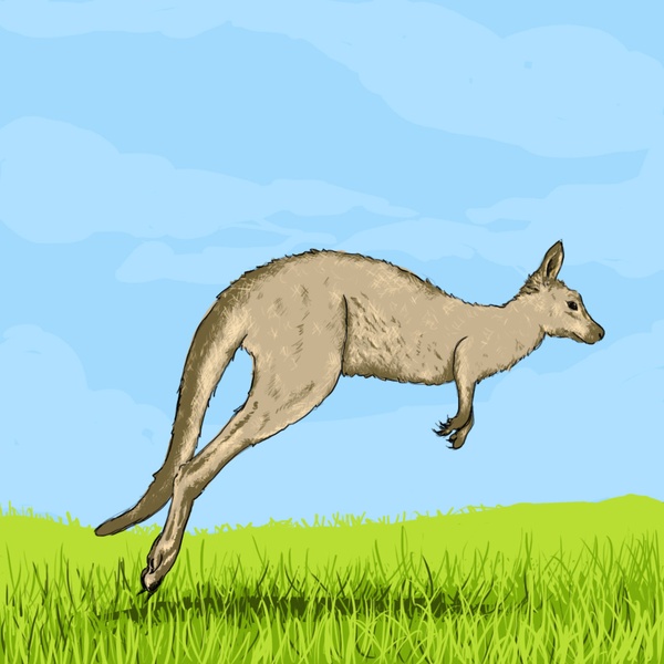 Kangaroo, 3_365