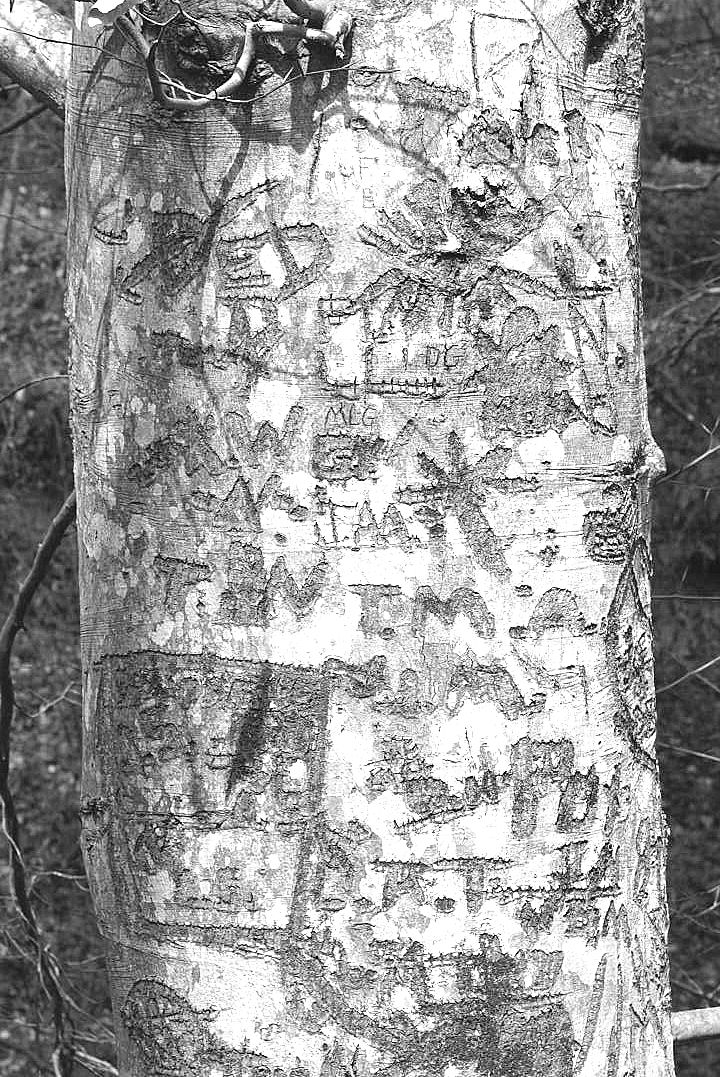 21st Century Petroglyphs