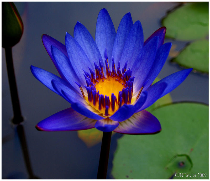 Blue Water Lily 1