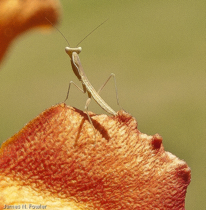 Baby Praying Mantis