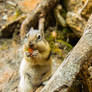 Cute little squirrel