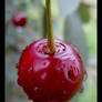 Water cherry