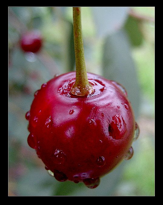 Water cherry